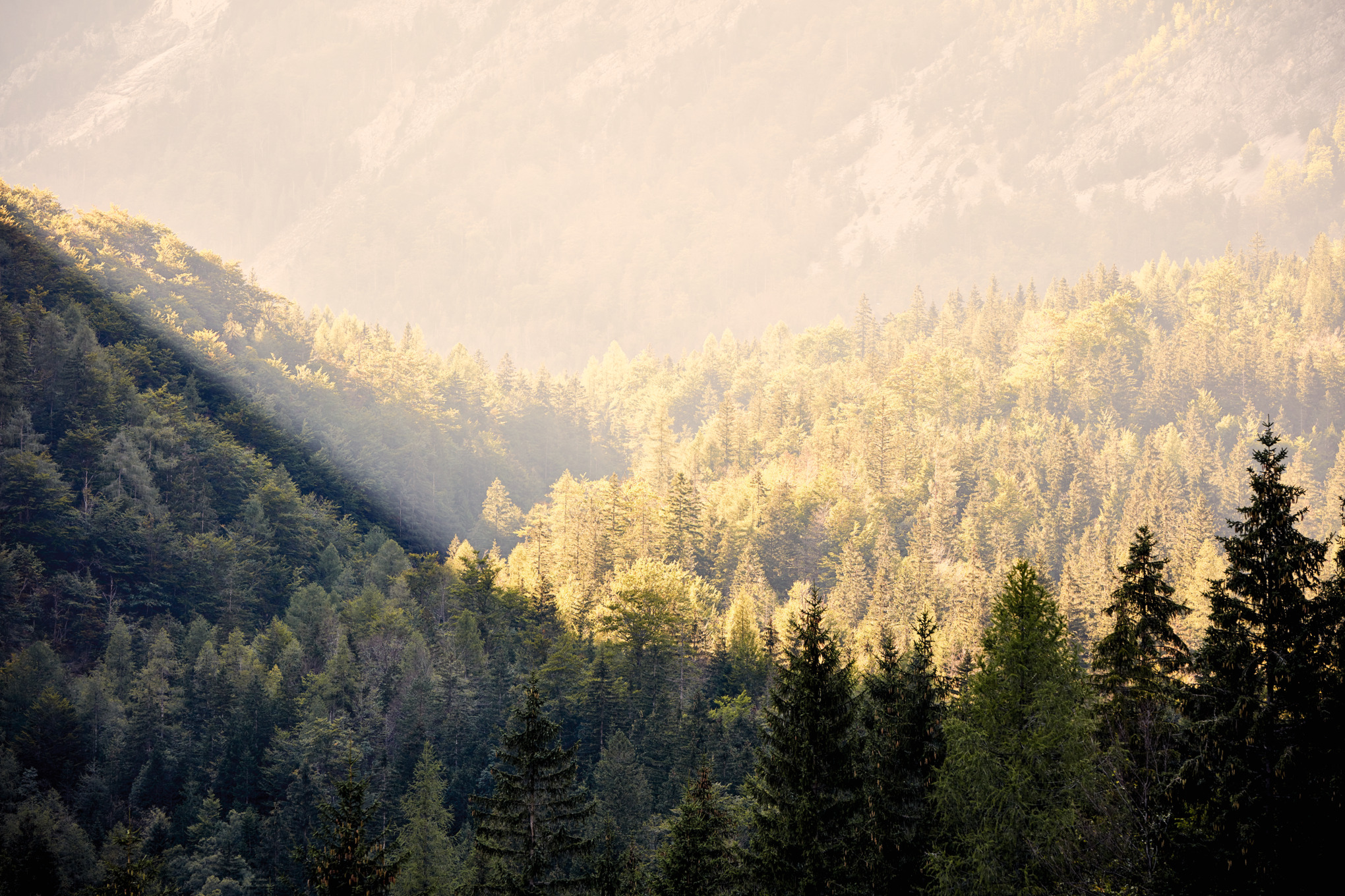 Sociedades de distribución de STIHL en todo el mundo